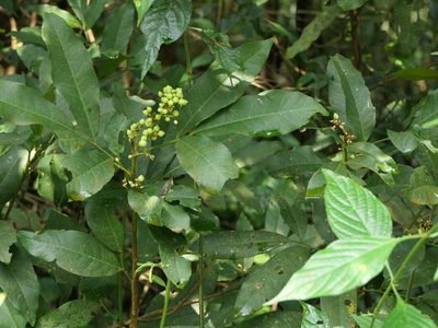Glycosmis pentaphylla, photographed by Dinesh Valke