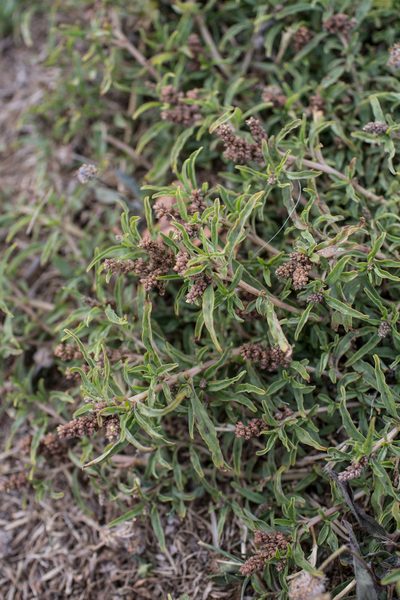 Amaranthus muricatus, photographed by Tim Johnson