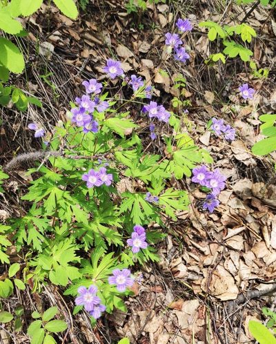 Geranium pseudosibiricum, photographed by Юлия