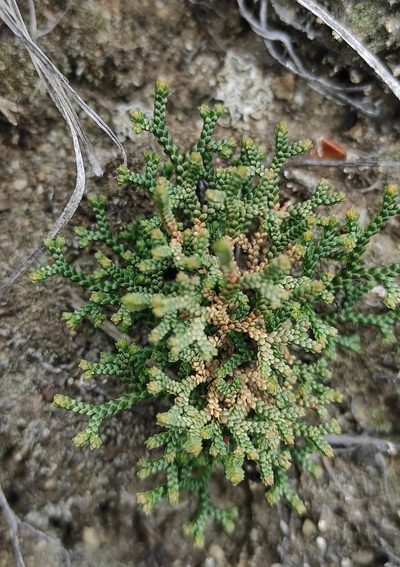 Selaginella sanguinolenta, photographed by Юлия