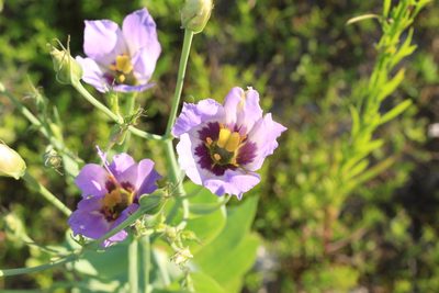 Eustoma russellianum, photographed by Jake Rehage