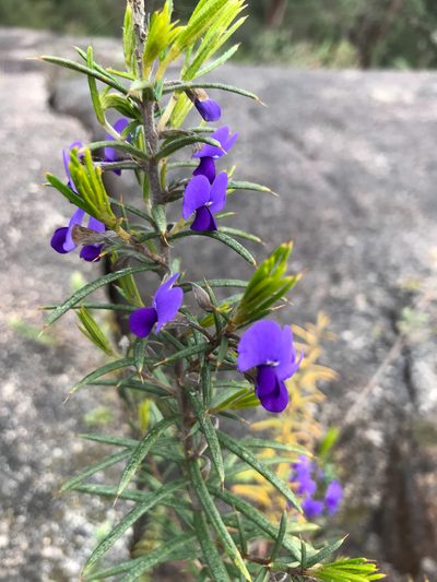 Hovea pungens, photographed by Cal Wood