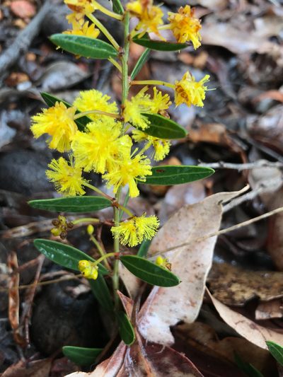 Acacia nervosa, photographed by Cal Wood