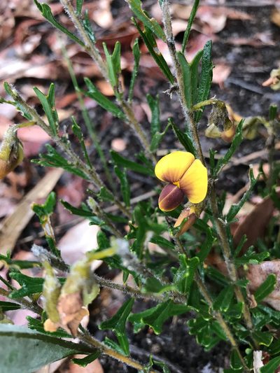 Cristonia biloba, photographed by Cal Wood