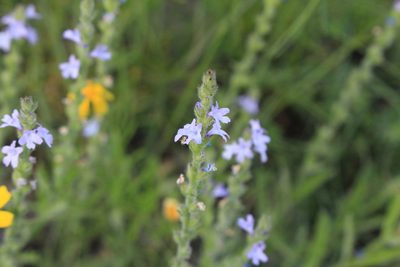 Verbena canescens, photographed by Jake Rehage