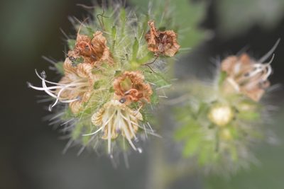 Phacelia malvifolia, photographed by Cricket Raspet