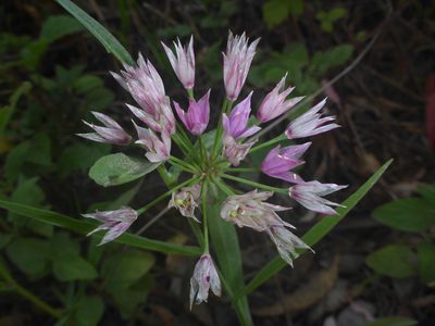 Allium unifolium, photographed by Cricket Raspet