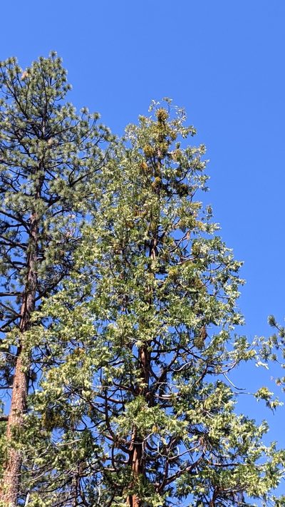 Phoradendron libocedri, photographed by velodrome
