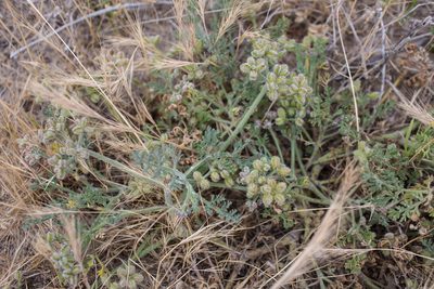 Daucus pumilus, photographed by Tim Johnson