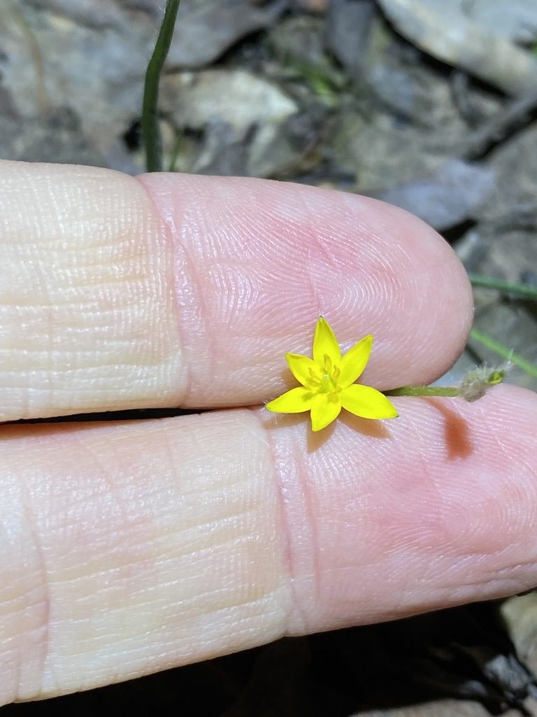 Hypoxis pratensis, photographed by Greg Tasney