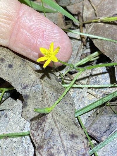 Hypoxis pratensis, photographed by Greg Tasney