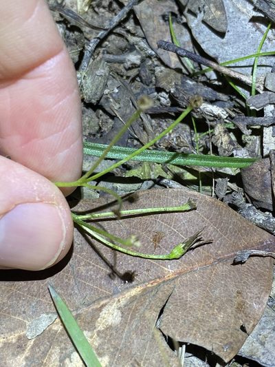 Hypoxis pratensis, photographed by Greg Tasney