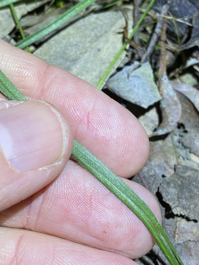 Hypoxis pratensis, photographed by Greg Tasney