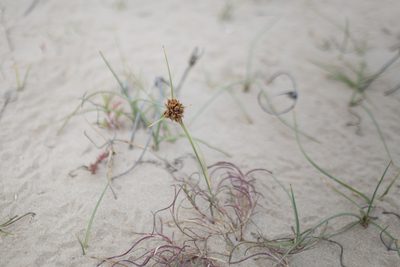 Cyperus capitatus, photographed by Tim Johnson