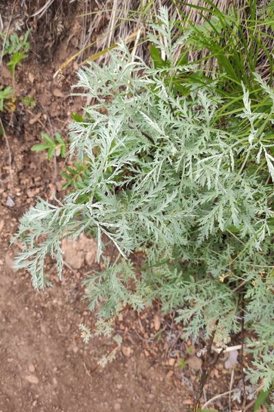 Artemisia messerschmidtiana, photographed by Юлия