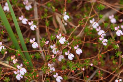 Stylidium repens, photographed by Cal Wood