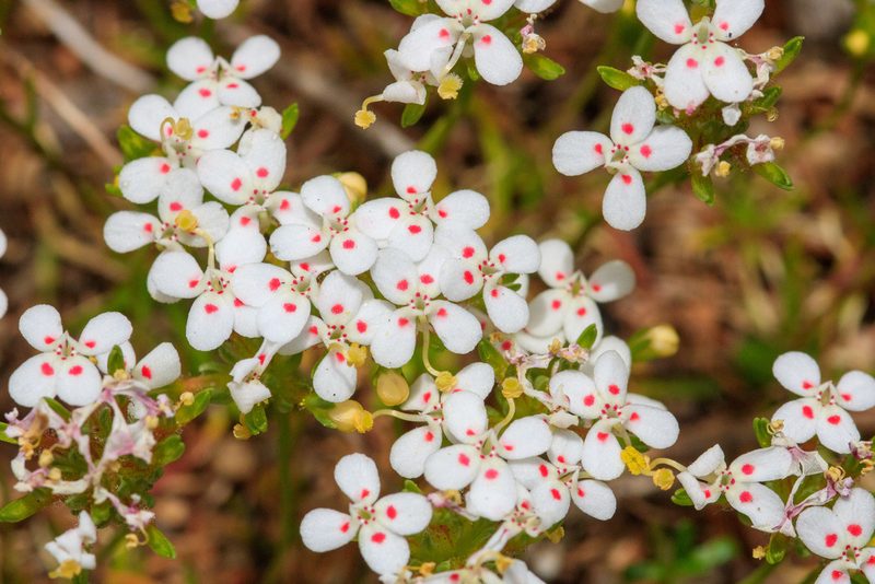 Stylidium guttatum, photographed by Cal Wood