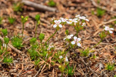 Stylidium guttatum, photographed by Cal Wood