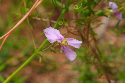 Stylidium nymphaeum, photographed by Cal Wood