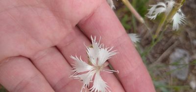 Dianthus acicularis, photographed by Надежда Прыкина