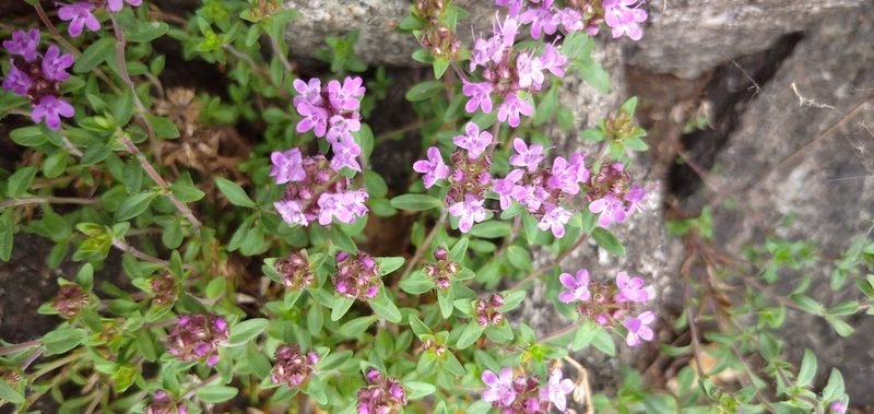 Thymus punctulosus, photographed by Надежда Прыкина