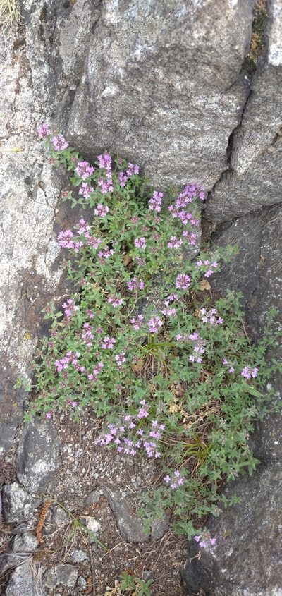 Thymus punctulosus, photographed by Надежда Прыкина