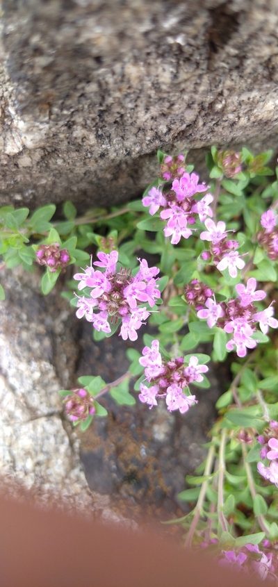 Thymus punctulosus, photographed by Надежда Прыкина