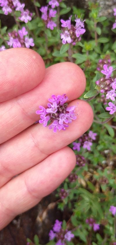 Thymus punctulosus, photographed by Надежда Прыкина