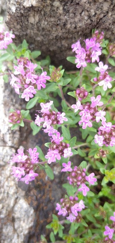 Thymus punctulosus, photographed by Надежда Прыкина