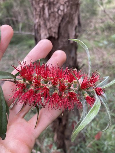 Melaleuca linearifolia, photographed by Thomas Mesaglio