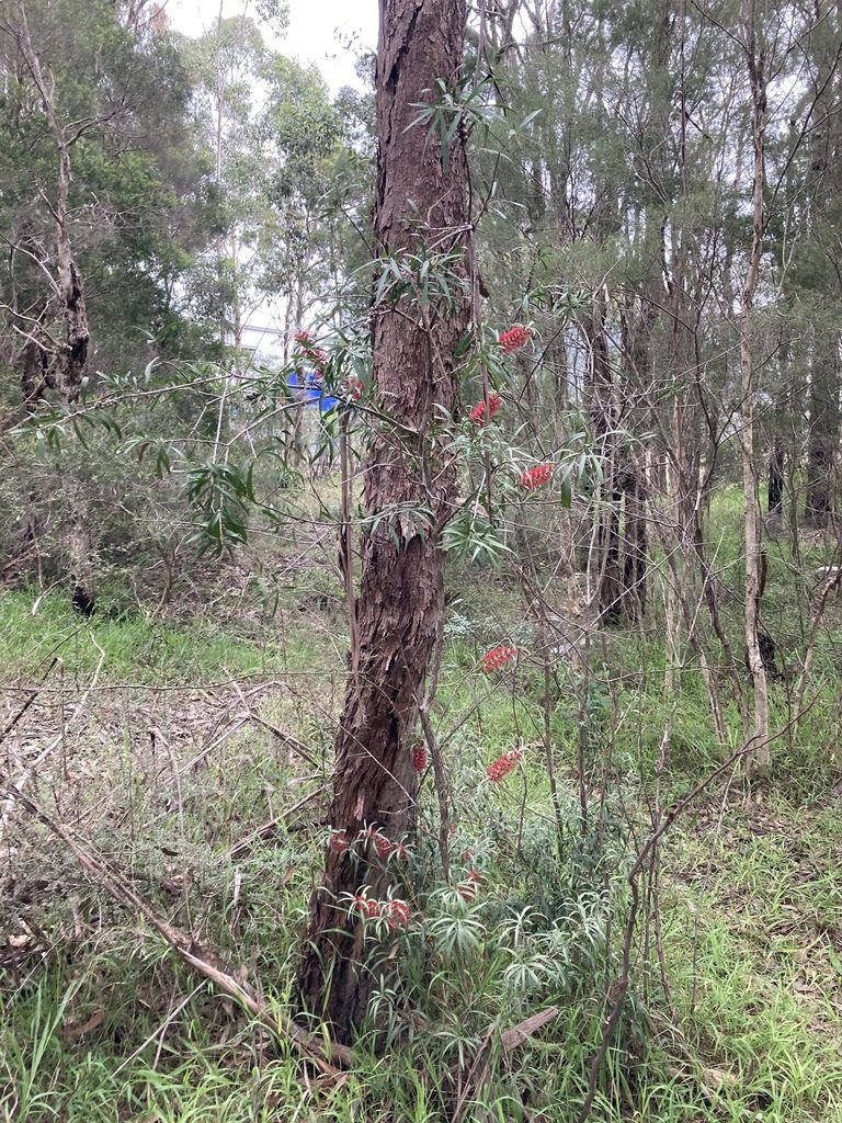 Melaleuca linearifolia, photographed by Thomas Mesaglio