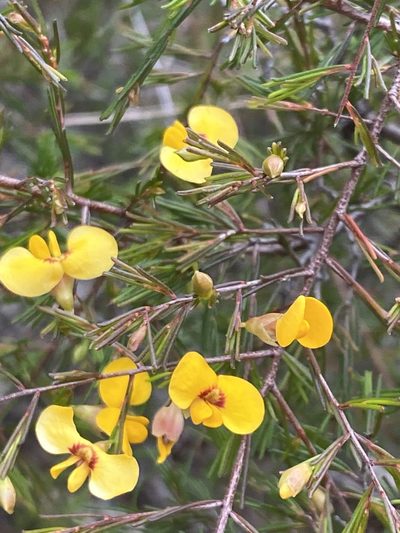 Dillwynia tenuifolia, photographed by prossington