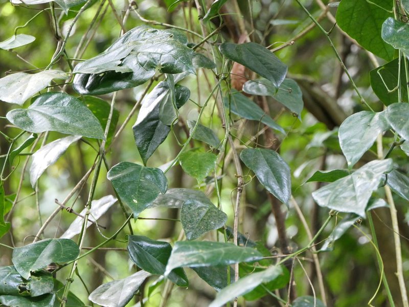 Erythropalum scandens, photographed by Dinesh Valke