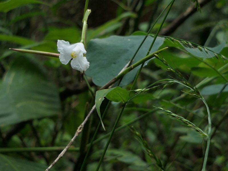 Indianthus virgatus, photographed by Dinesh Valke