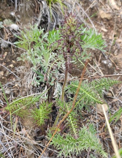 Pedicularis rubens, photographed by Юлия