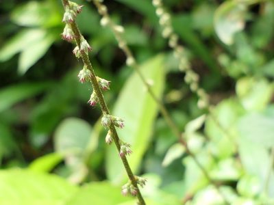 Cyathula prostrata, photographed by Dinesh Valke