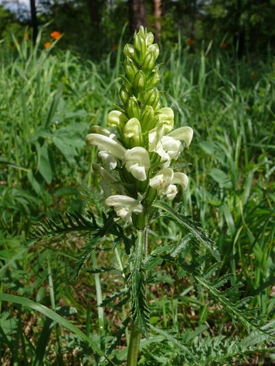 Pedicularis sibirica, photographed by Dmitry Kulakov