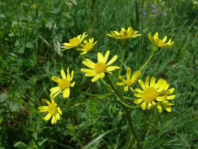 Tephroseris integrifolia, photographed by Dmitry Kulakov