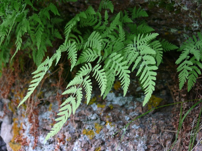 Gymnocarpium jessoense, photographed by Dmitry Kulakov