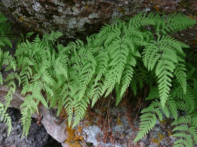 Gymnocarpium jessoense, photographed by Dmitry Kulakov