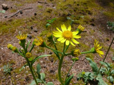 Tephroseris integrifolia, photographed by Dmitry Kulakov