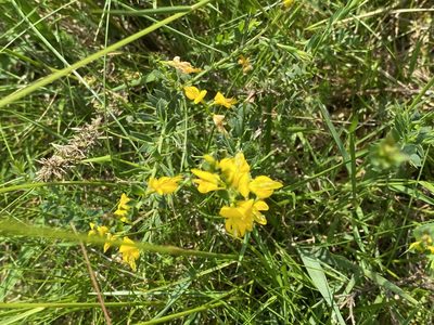 Genista anglica, photographed by James Clow