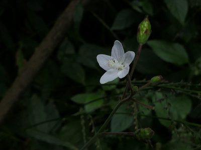 Hibiscus lobatus, photographed by Dinesh Valke