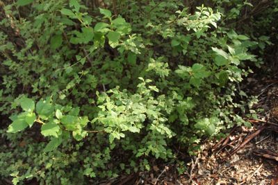 Chorilaena quercifolia, photographed by Em Lamond