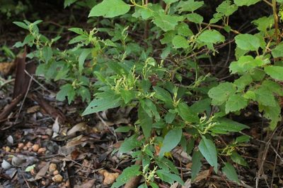 Trymalium odoratissimum, photographed by Em Lamond