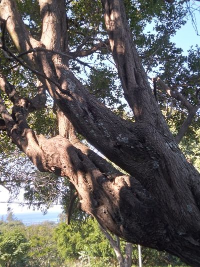 Psydrax obovatus, photographed by Rosemary Harrison