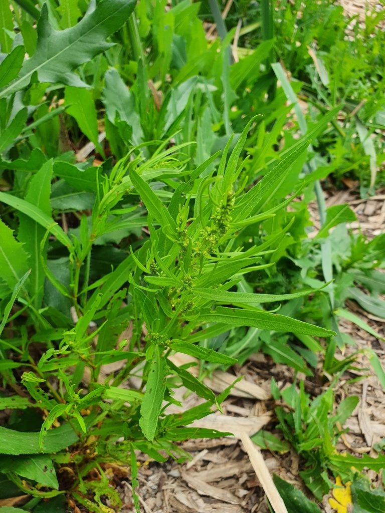 Rumex rossicus, photographed by Анна Митрошенкова