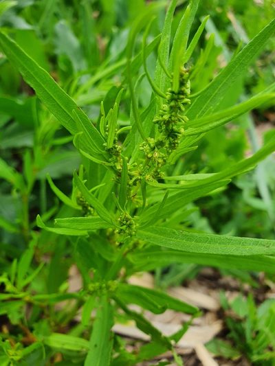 Rumex rossicus, photographed by Анна Митрошенкова