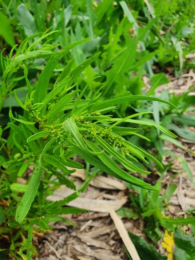 Rumex rossicus, photographed by Анна Митрошенкова