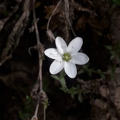 Arenaria lanuginosa, photographed by José Gerardo Velasco